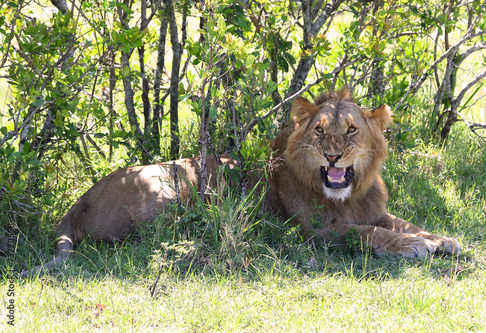 Naklejka premium wütender Löwe