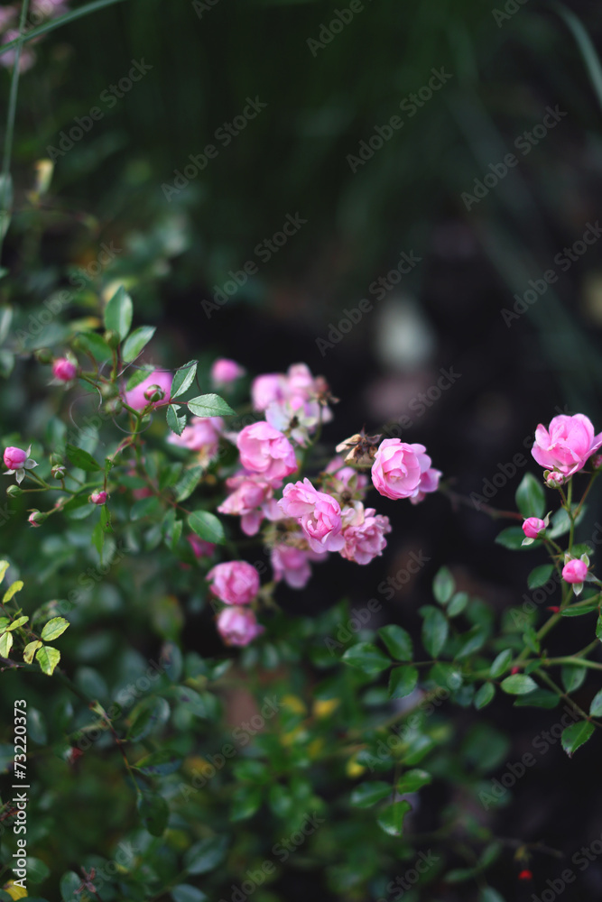 Fleurs Fleurs