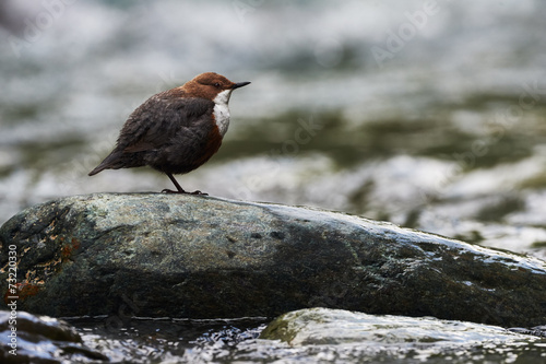 European dipper resting on a rock photo