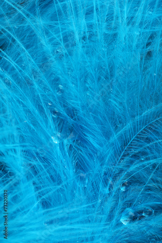 Fototapeta Naklejka Na Ścianę i Meble -  Colorful feather, close-up