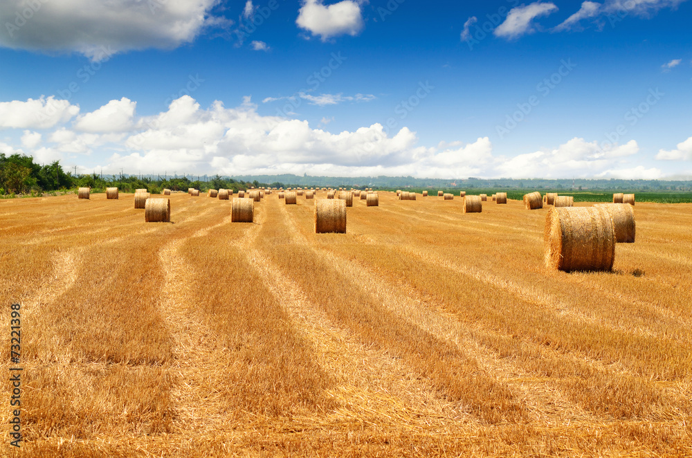 Rows in a field with bales of hay
