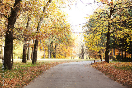 Beautiful autumn trees in park