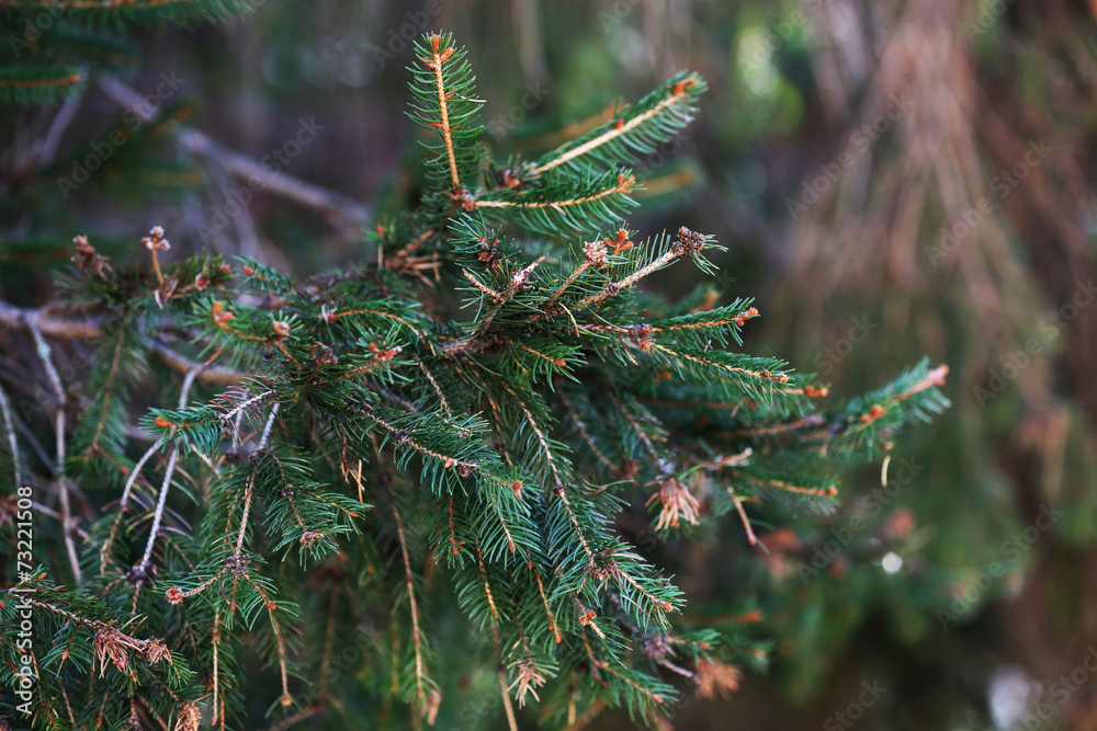 Beautiful tree twigs