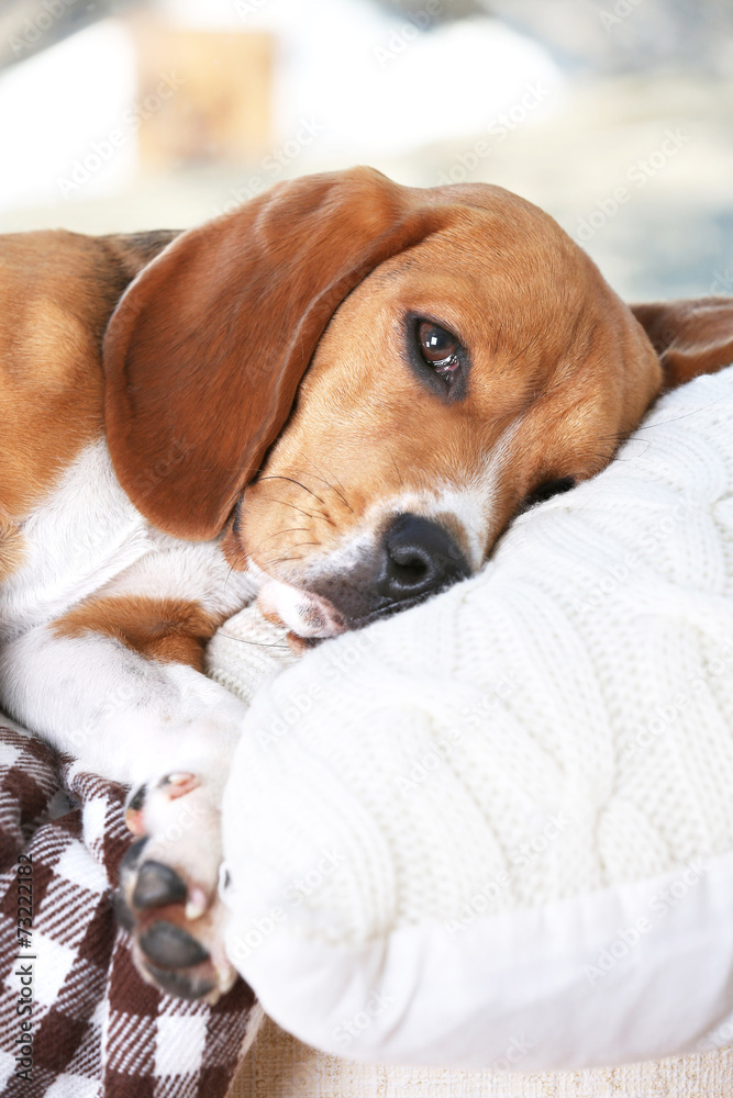 Tired beagle dog on pillow, closeup