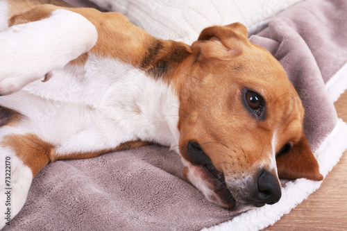 Beagle dog on bed close-up © Africa Studio