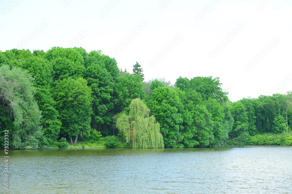 Decorative pond with plants in park Decorative pond with plants in park