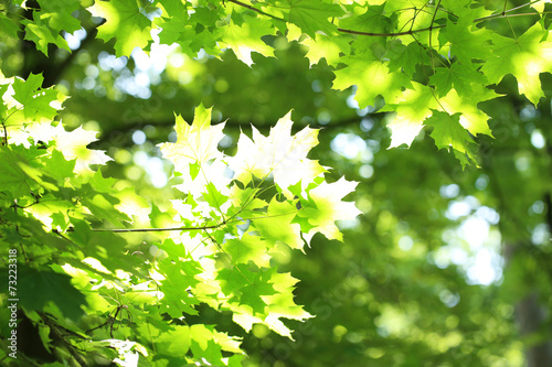 Beautiful green leaves on tree outdoors