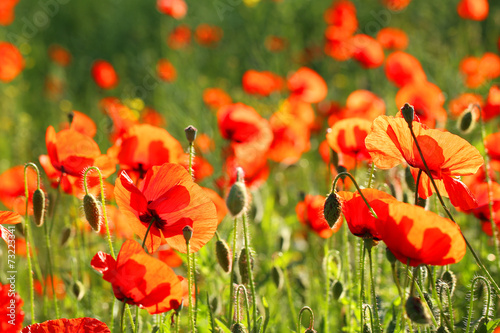 Fototapeta Naklejka Na Ścianę i Meble -  Meadow with beautiful bright red poppy flowers in spring