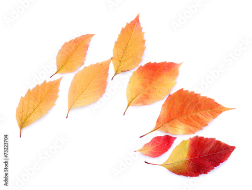 Leaves isolated on white