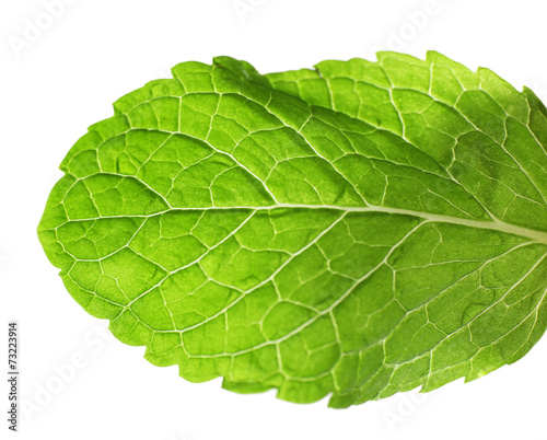 Green mint leaf isolated on white background