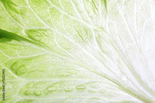 Green cabbage leaf background