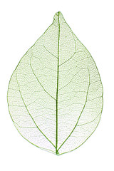 Papier peint photo Nervures de feuilles Decorative skeleton leaf isolated on white  © Africa Studio