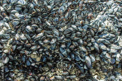 Mussels growing on tide pool rocks