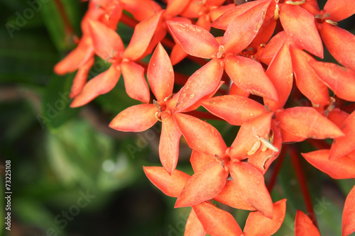 Jungle geranium (Ixora coccinea). Close-up. Orange color.