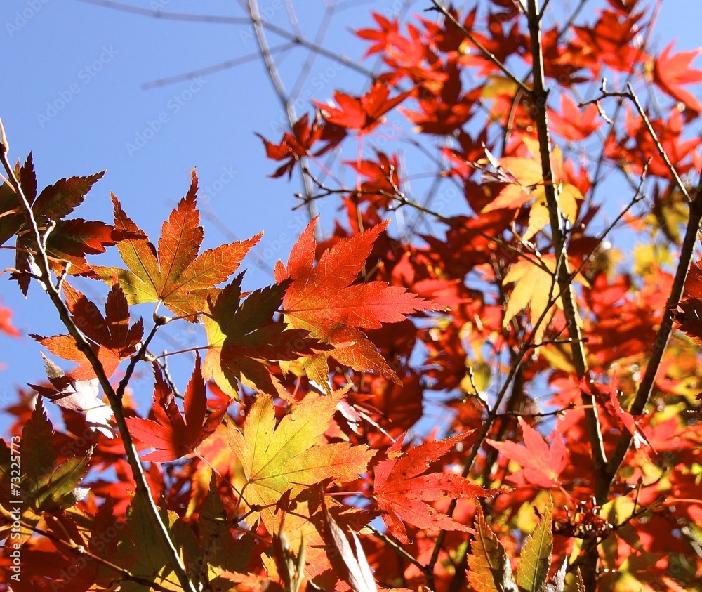 The beautiful maple leaves closeup in forests The beautiful maple leaves closeup in forests