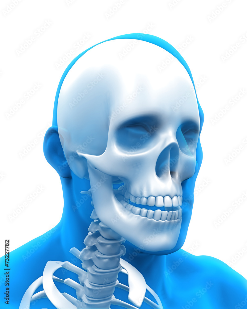 Human Skull Anatomy Illustration Stock Illustration | Adobe Stock