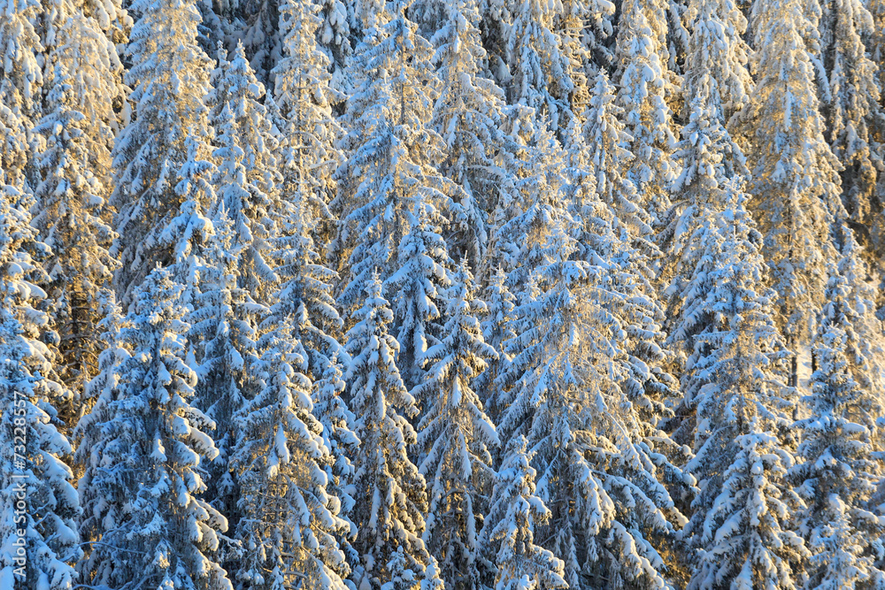 Spruce trees forest with snow Spruce trees forest with snow