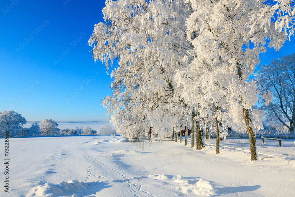 Fototapeta premium Snowy winter landscape