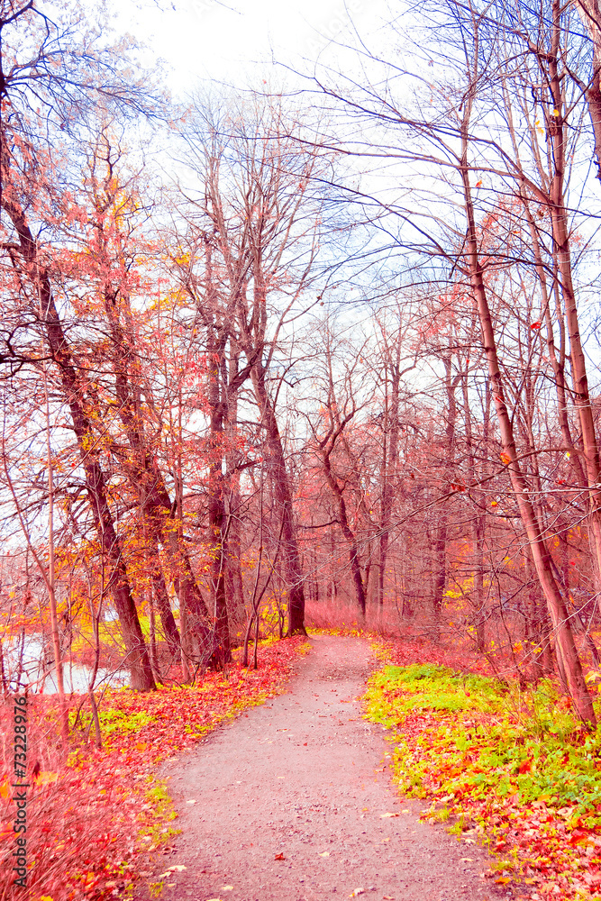 Fototapeta premium Autumn Leaves Foliage of Gold