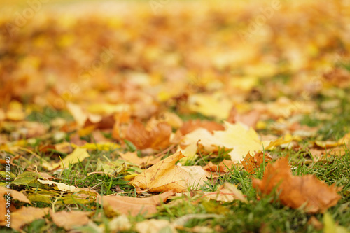 close up photo of autumn leaves on the ground