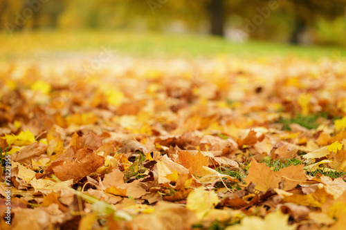 bright autumn leaves on the ground