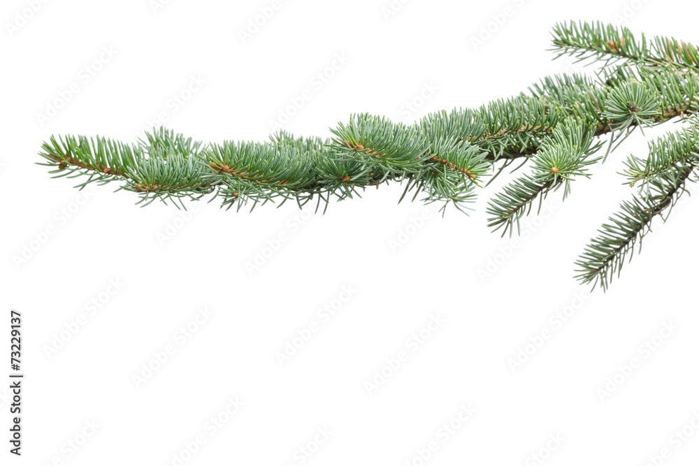 green fir branch for christmas green fir branch for christmas