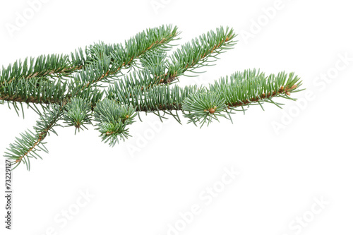 green fir branch for christmas
