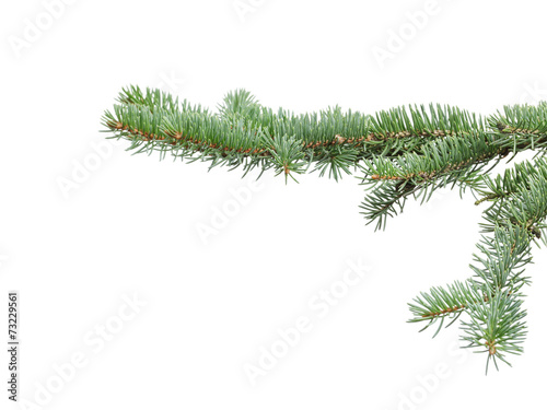 green fir branch for christmas