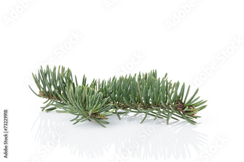 small christmass tree branch