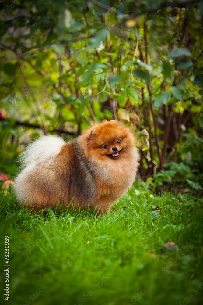 Pomeranian dog Beautiful dog