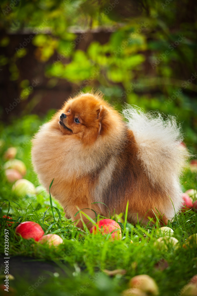 Pomeranian dog Beautiful dog