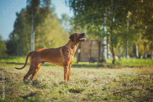 Rhodesian Ridgeback dog