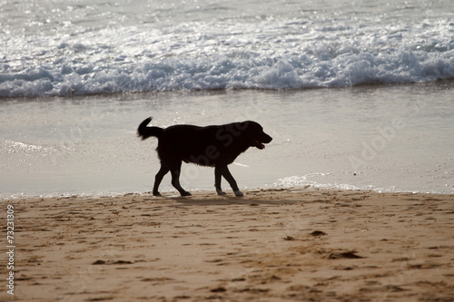 Собака на пляжу. Тайланд © Zenebio
