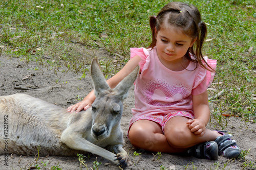 Eastern grey kangaroo female photo