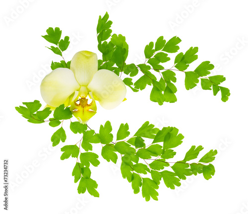 Fototapeta Naklejka Na Ścianę i Meble -  orchid flower and crossed young green fern branches is isolated