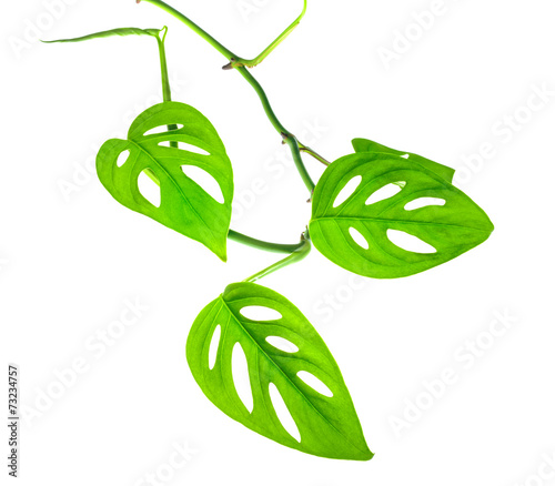 beautiful young green monstera (var. expilata) branch isolated o photo