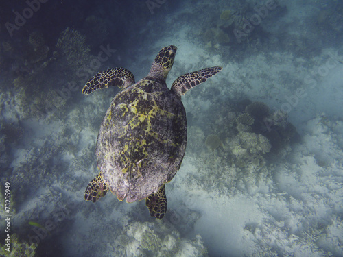 Hawksbill turtle (Eretmochelys imbricata), Ari Atoll Maldives