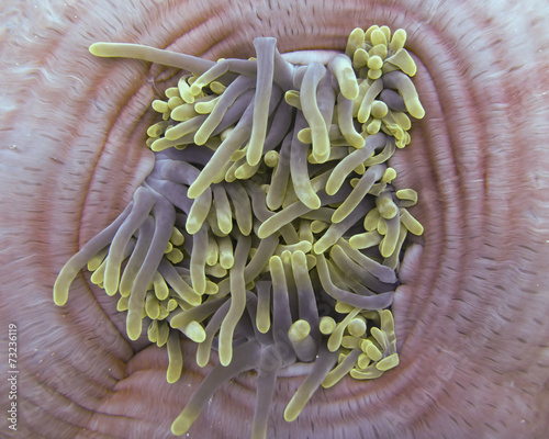 Anemone detail Ari Atoll Maldives