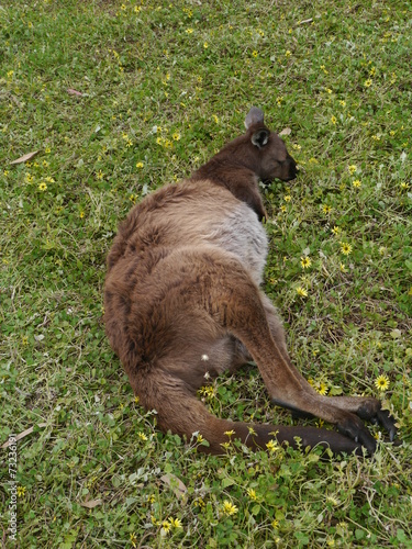 A kangaroo in a fieldwith yellow flowers in Australai photo