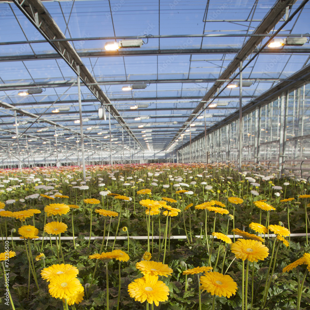 many yellow flowers in dutch greenhouse