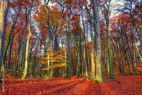 Krajobraz lasu jesienią w słoneczny dzień