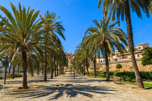 Alley in a park line of palm trees old town, Palma de Majorca