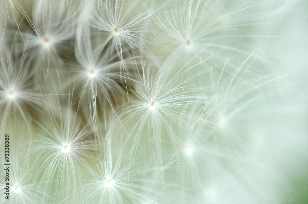 Naklejka premium abstract background of dandelion