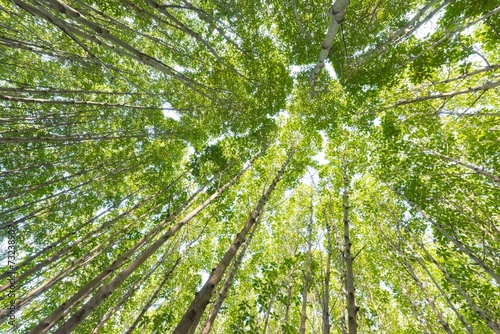 Low angle view Forest