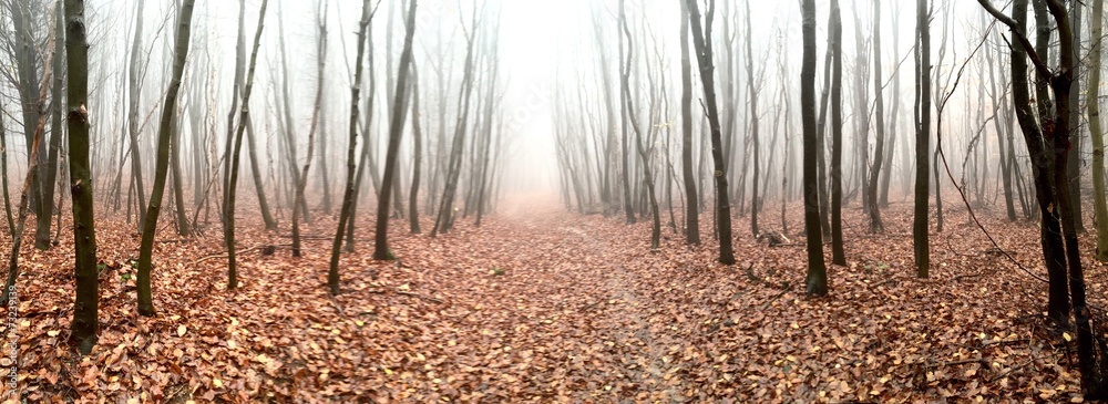 Fototapeta premium Herbstlaub im Wald