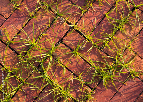 Brick pavement blocks with grass © touchsmile