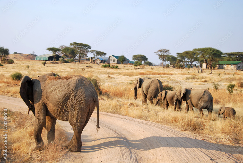 One day of safari in Tanzania - Africa - Elephants One day of safari in Tanzania - Africa - Elephants