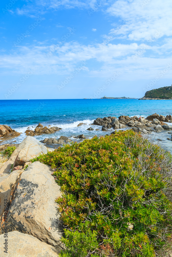 Green plants on Porto Giunco beach, Sardinia island, Italy Green plants on Porto Giunco beach, Sardinia island, Italy
