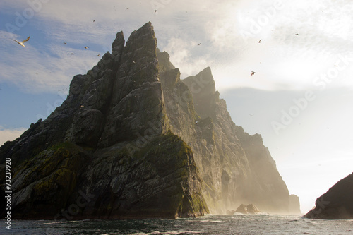 Slika na platnu Northern gannets seen on the steep cliffs of St Kilda, UK