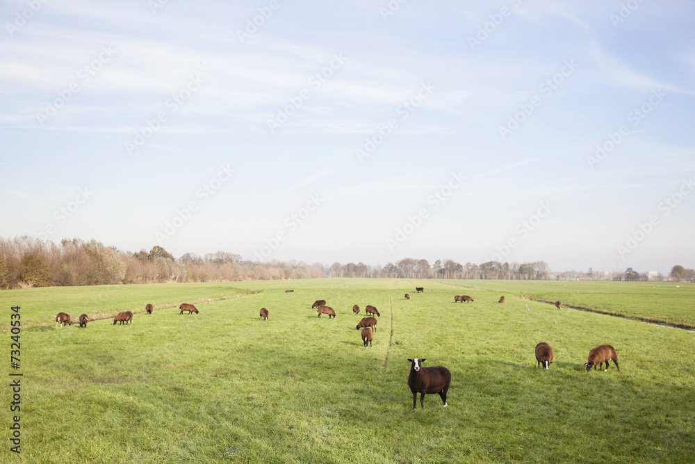 brown sheep in dutch meadow near utrecht brown sheep in dutch meadow near utrecht